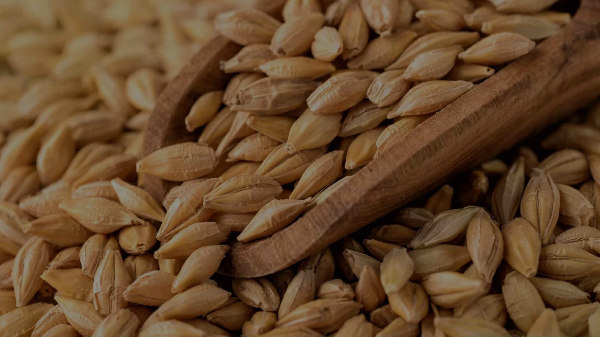 Barley