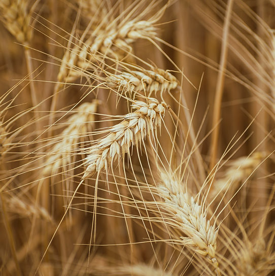 Barley