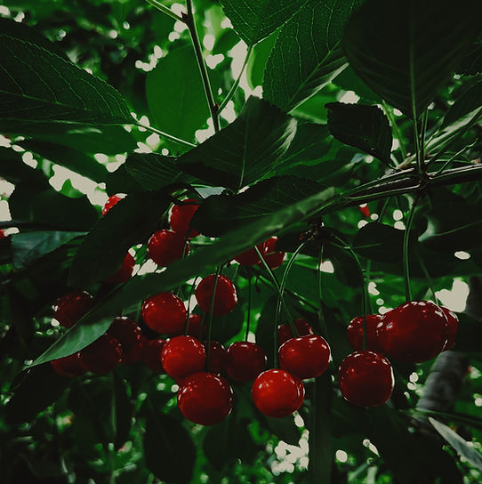 Cherries