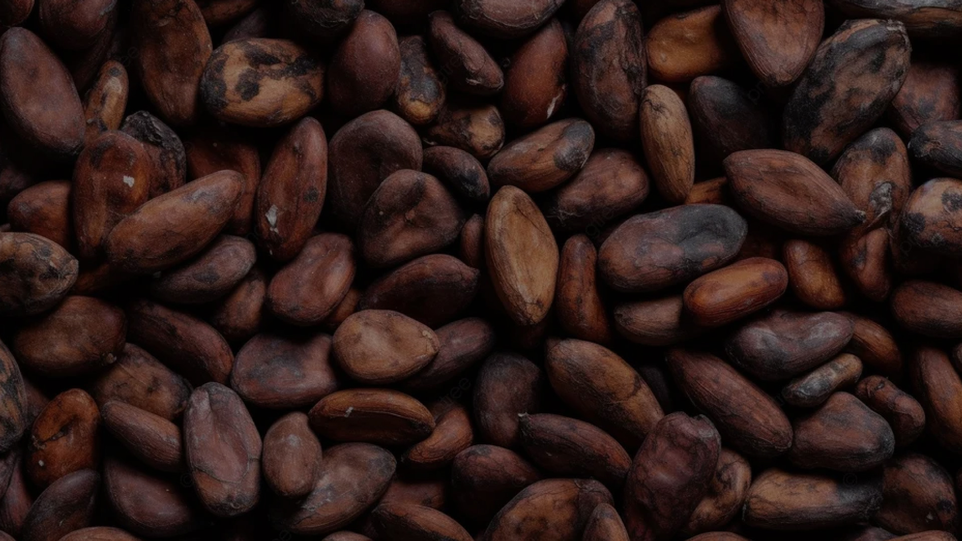 Cocoa beans