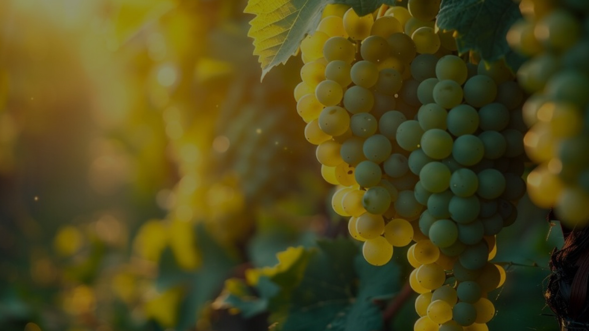 Grapes