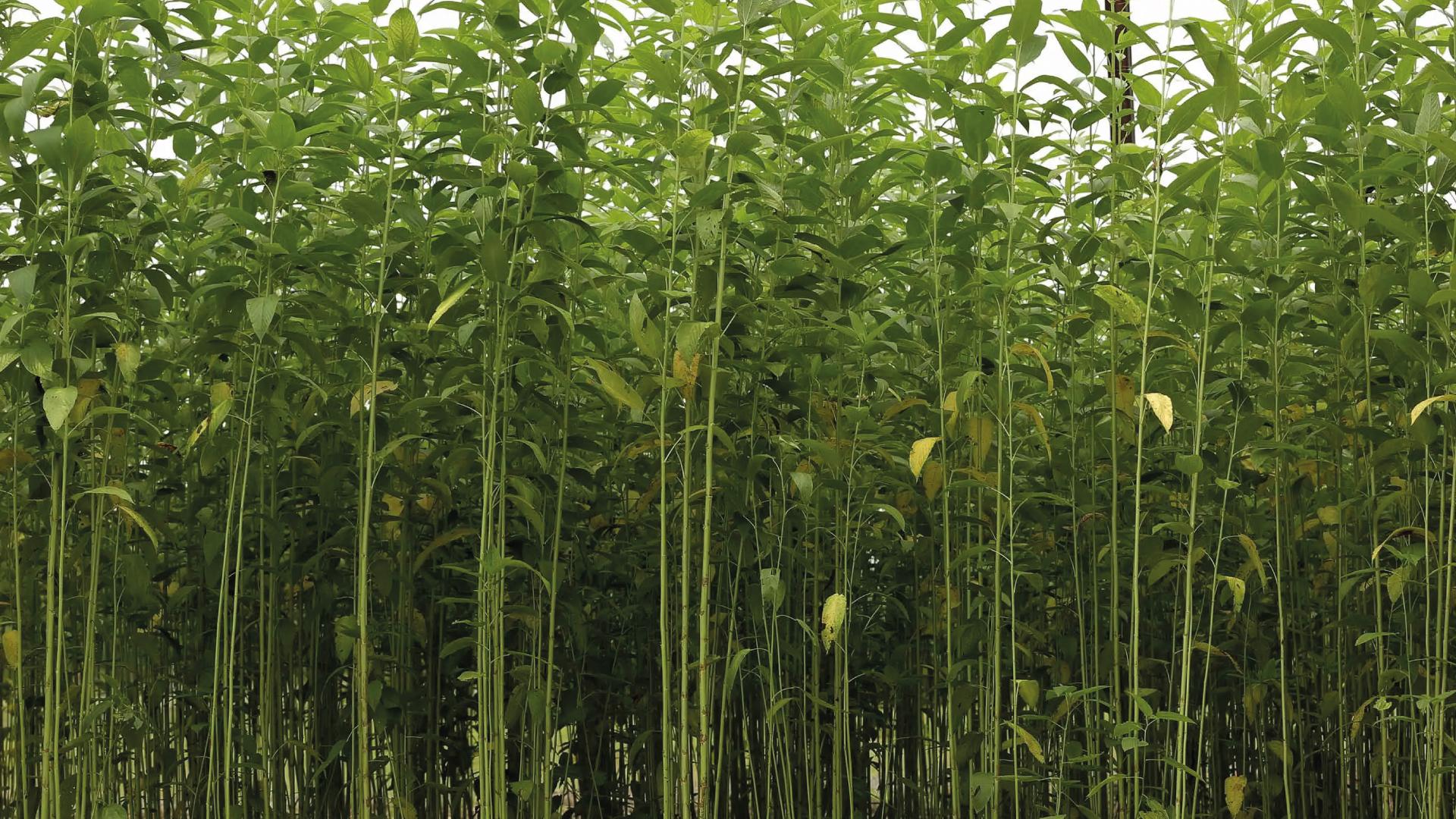 Jute, raw or retted