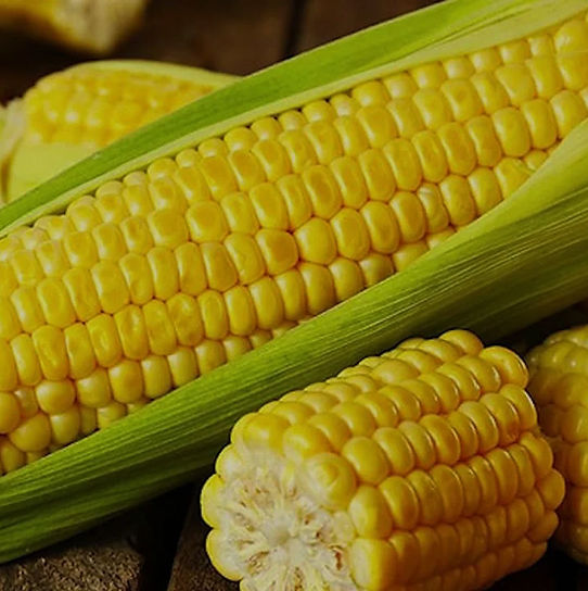 Maize (corn)