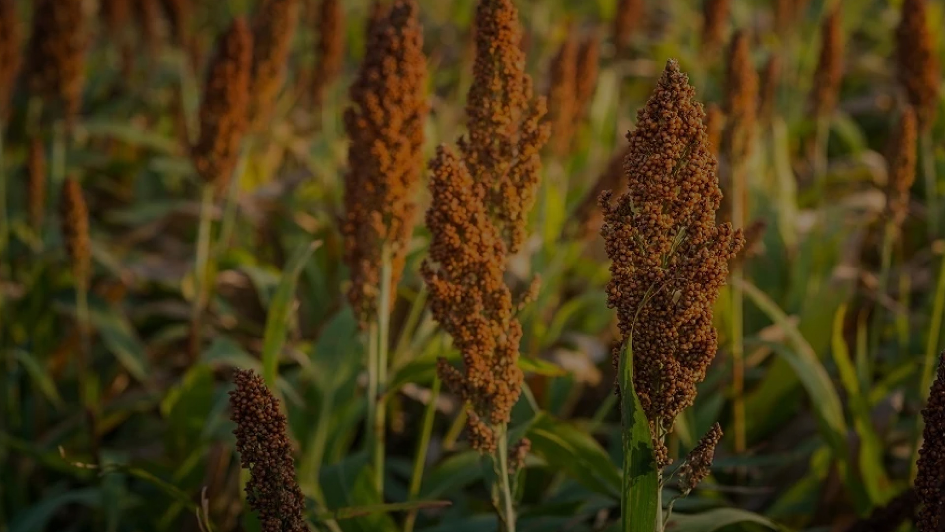 Millet