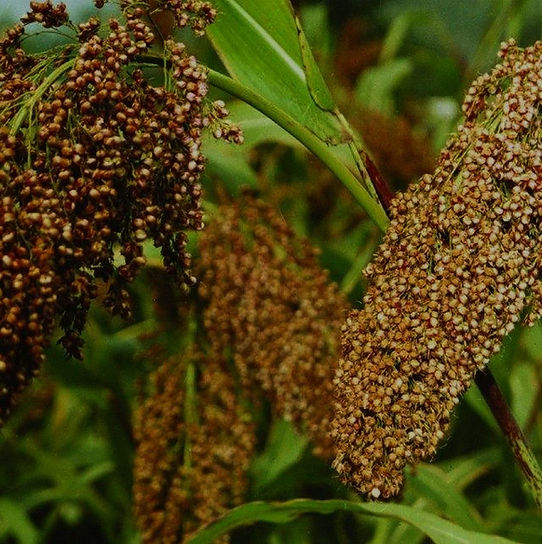 Millet
