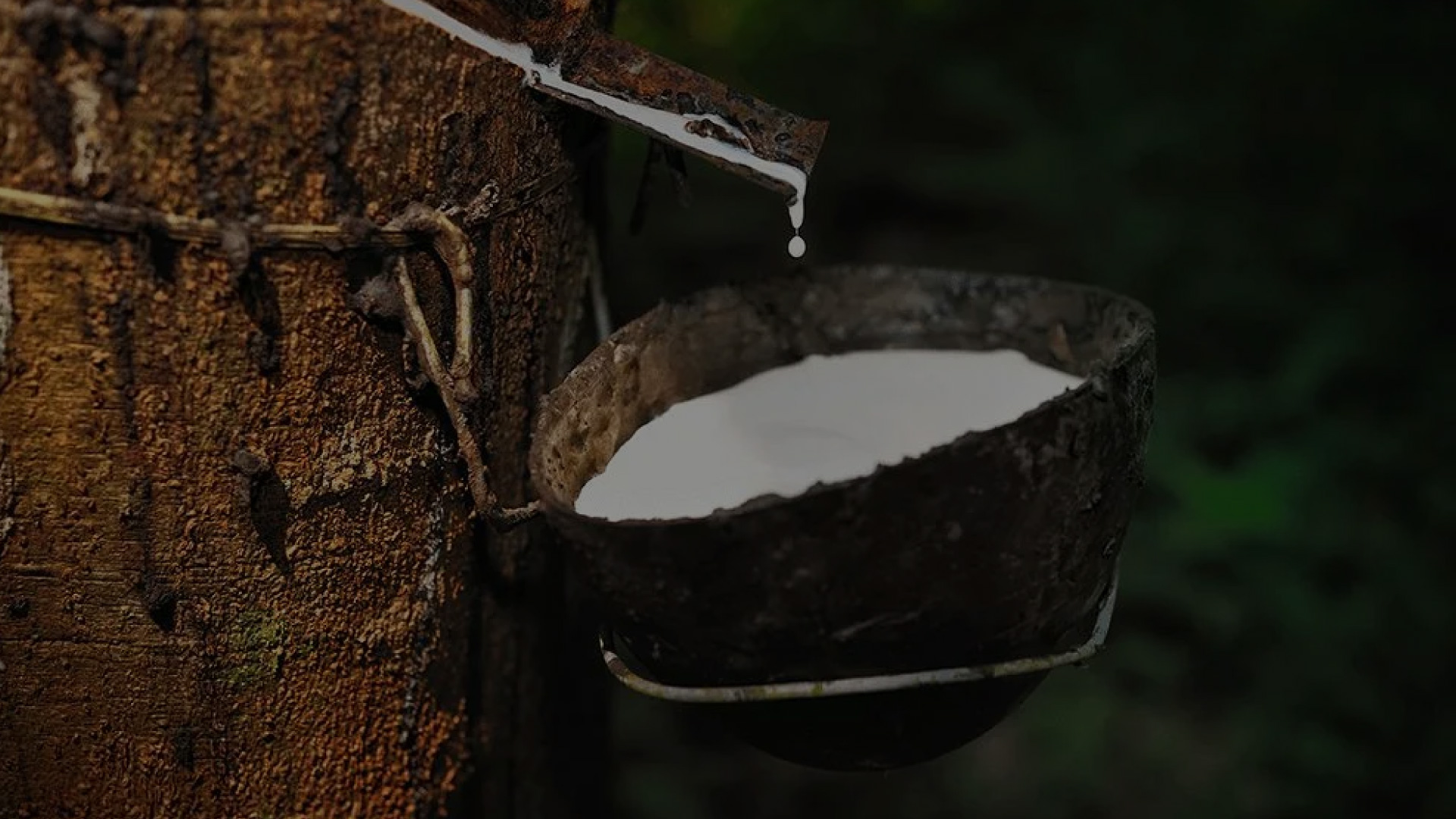 Natural rubber in primary forms