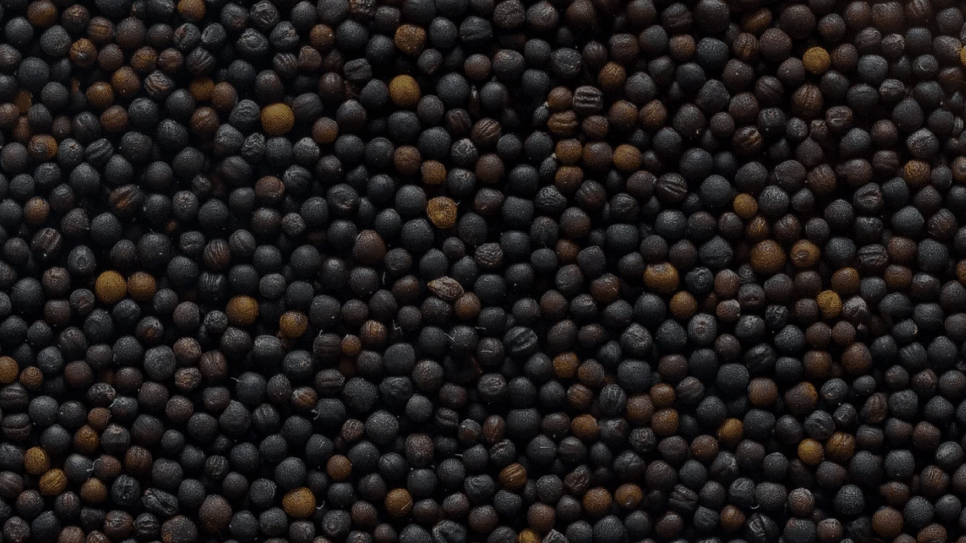 Rape or colza seed