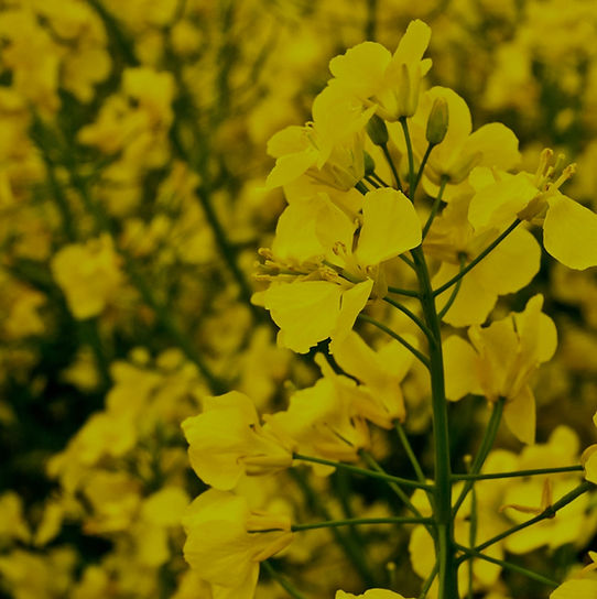 Rape or colza seed
