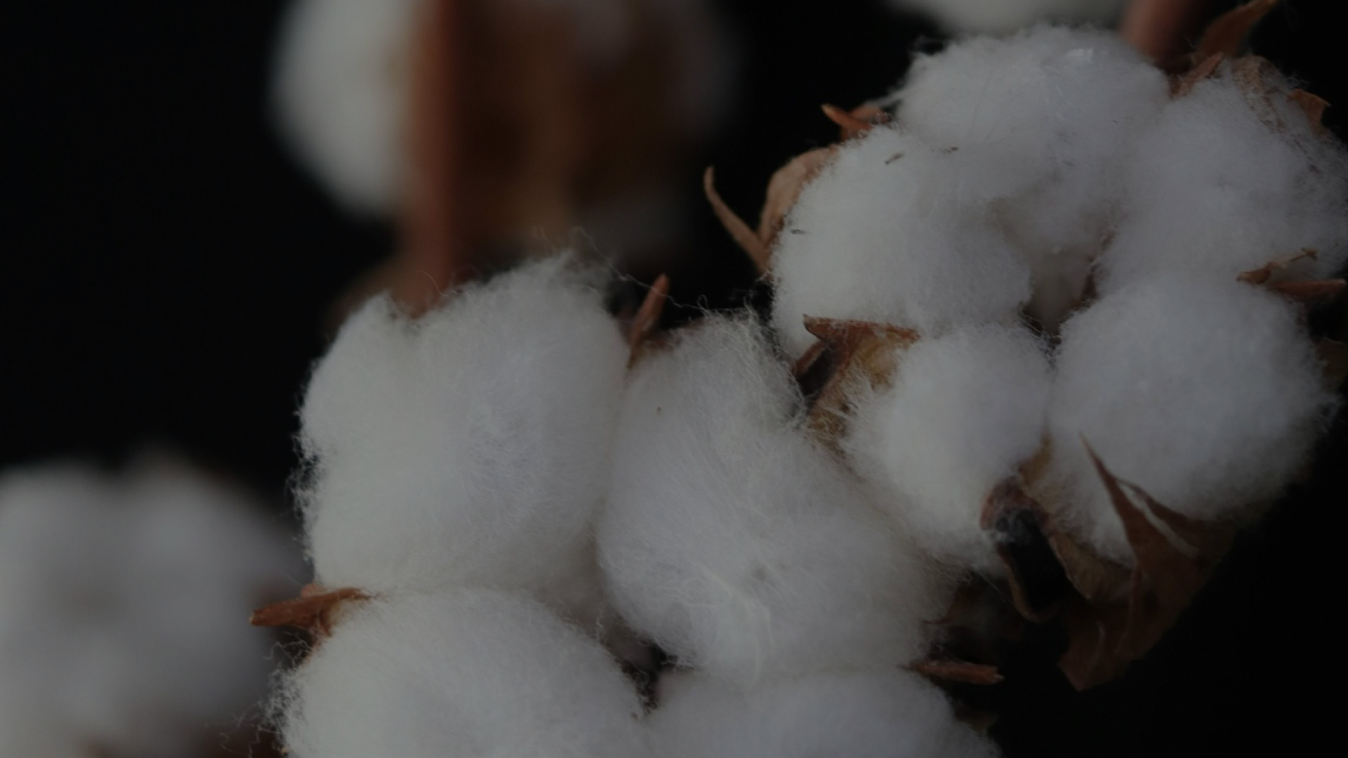 Seed cotton, unginned