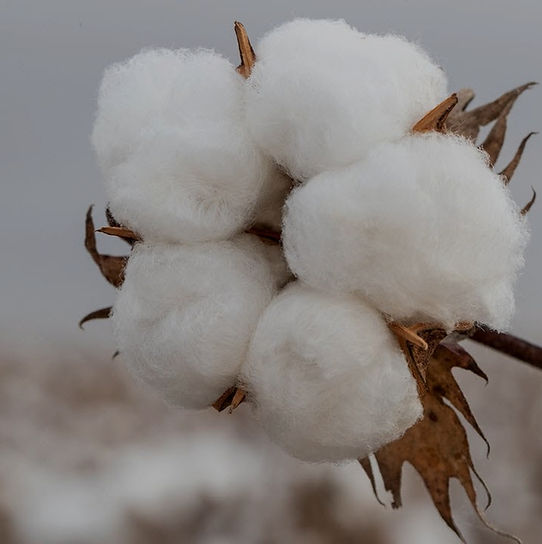 Seed cotton, unginned