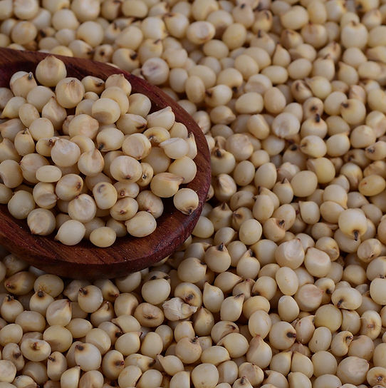 Sorghum