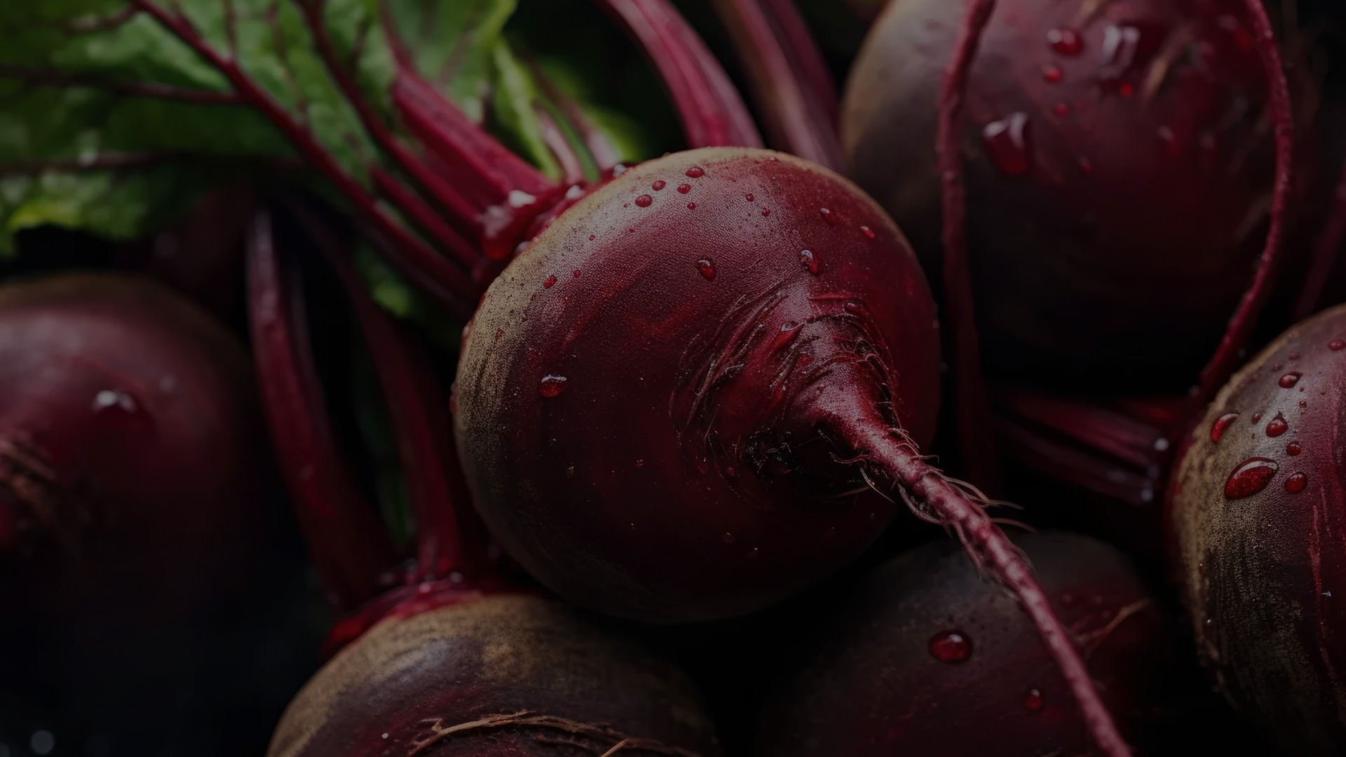 Sugar beet