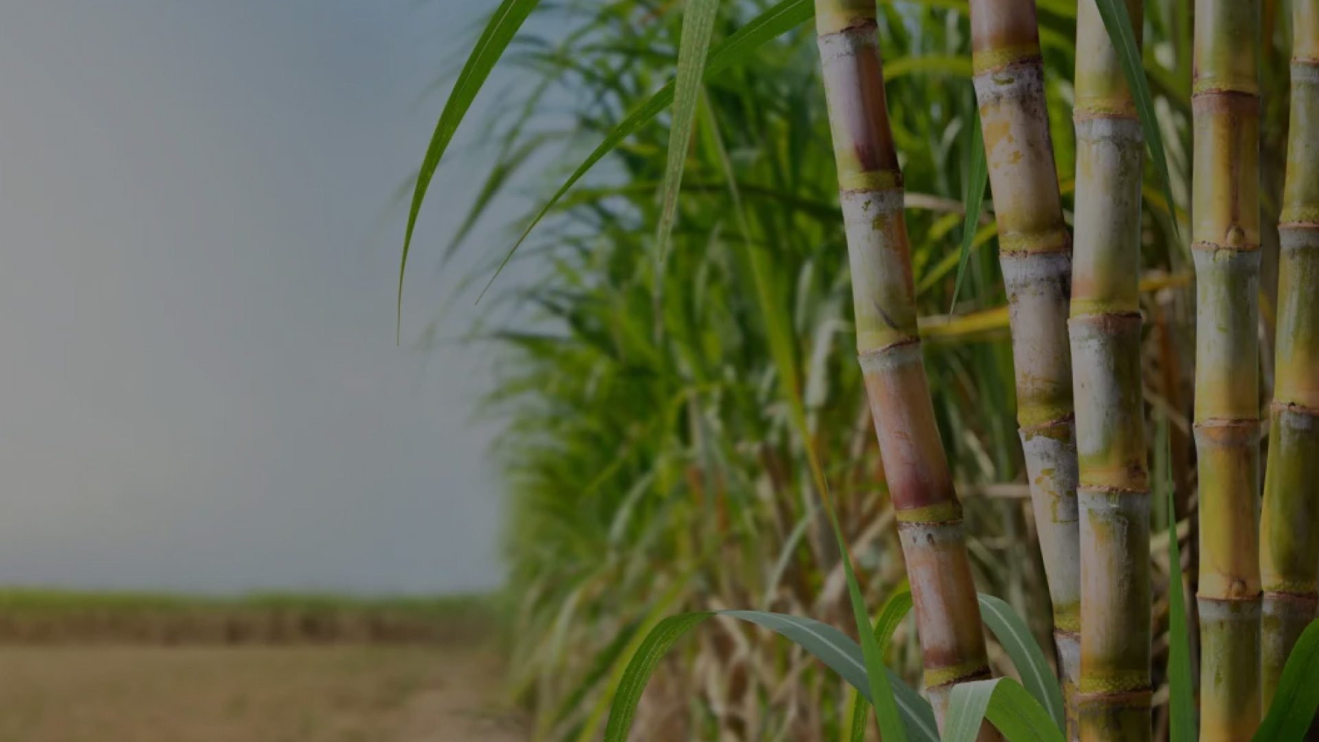 Sugar cane