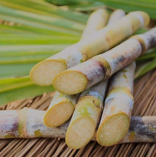 Sugar cane