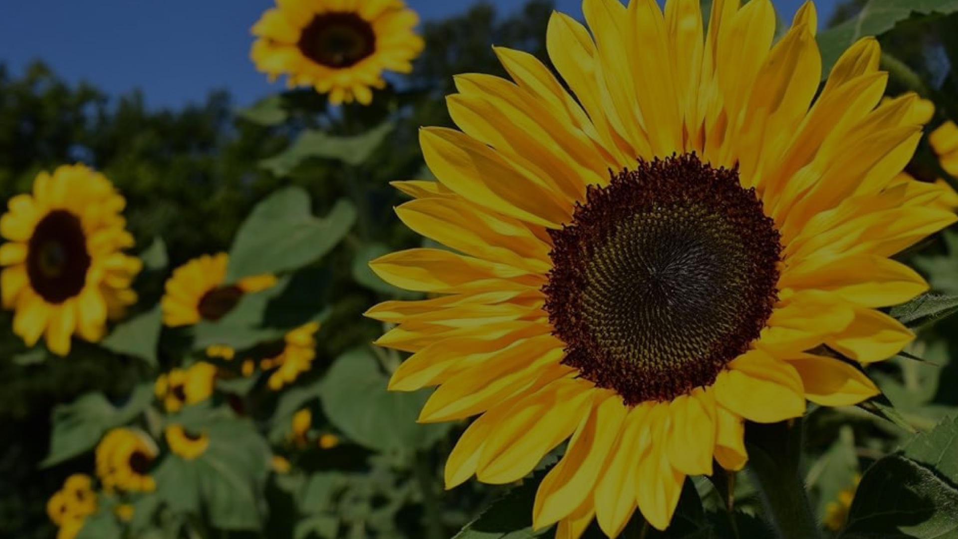 Sunflower seed