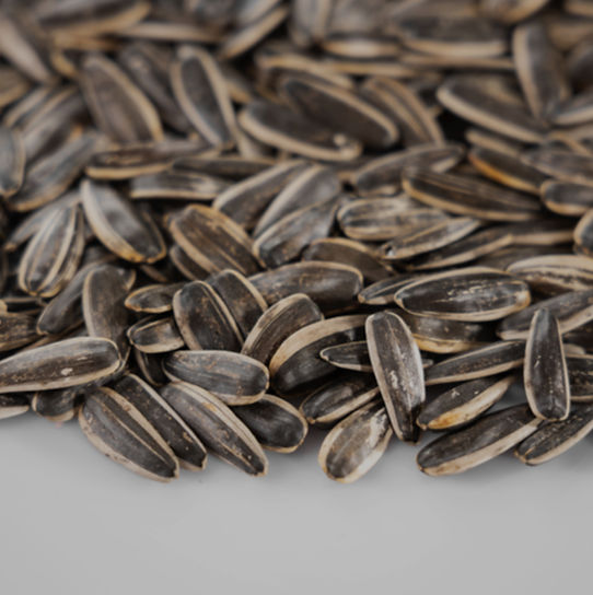 Sunflower seed