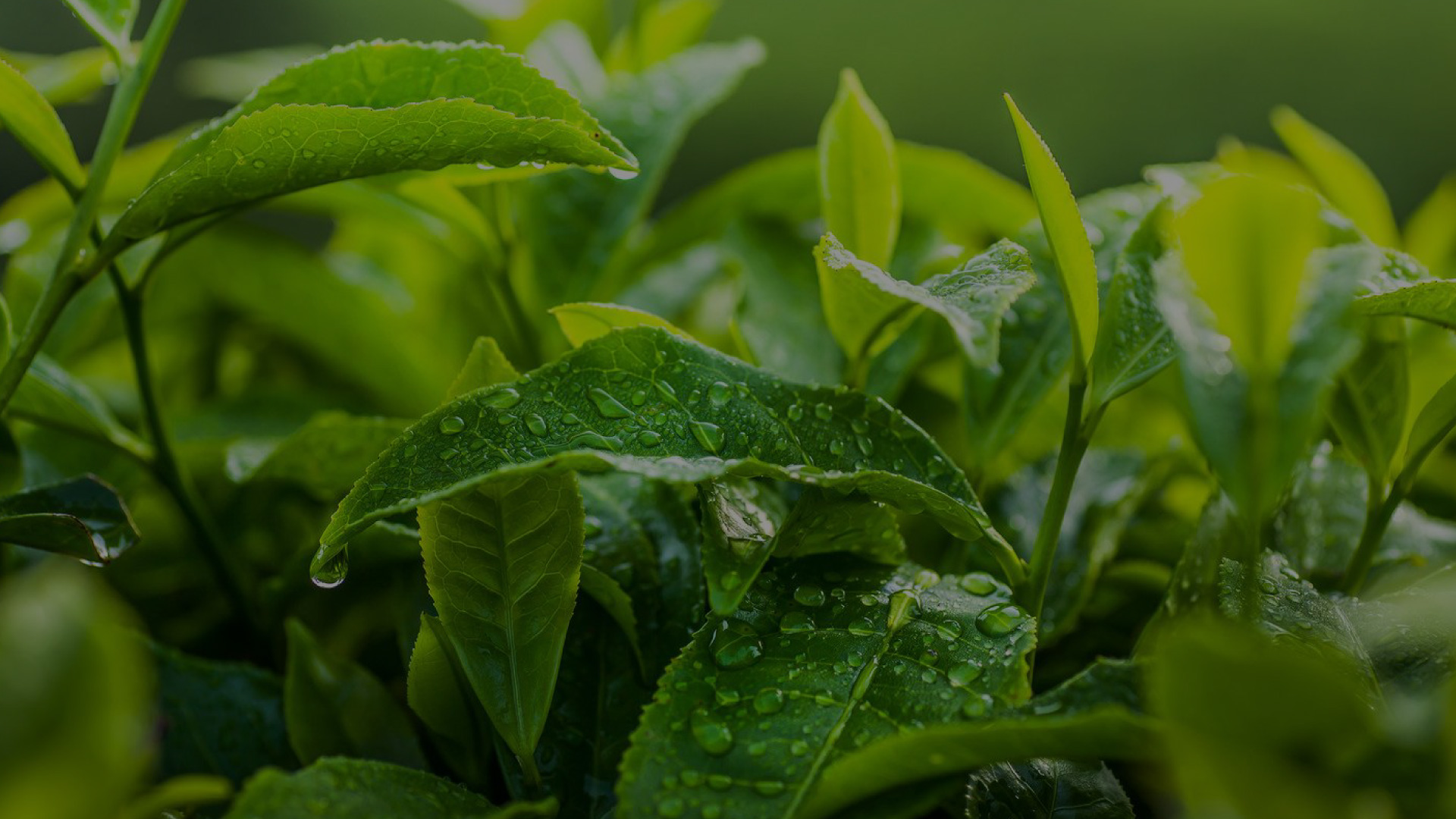 Tea leaves