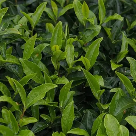 Tea leaves