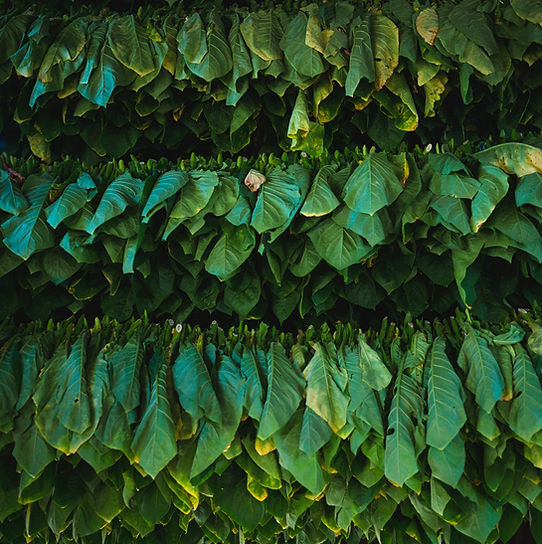 Unmanufactured tobacco