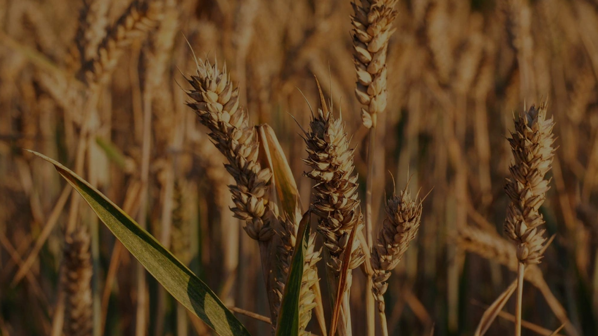 Wheat