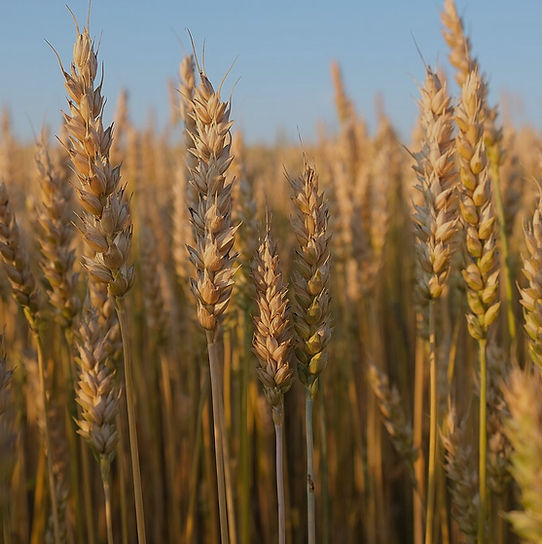 Wheat
