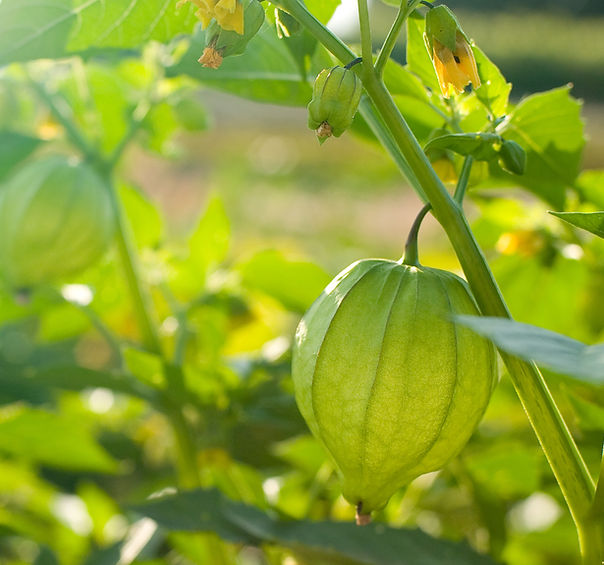 Sowing and germination