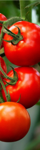 Tomatoes