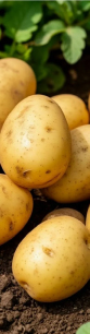 Potato